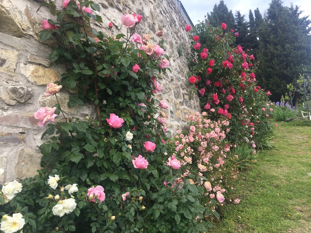 Le più belle rose a Firenze