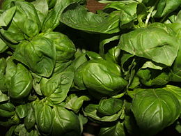 Genua Basil 