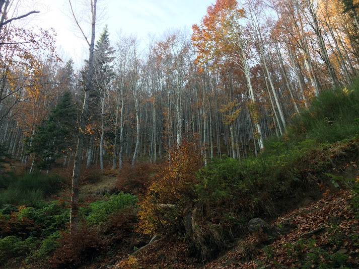 Autumn colours in the Garfagnana, Tuscany