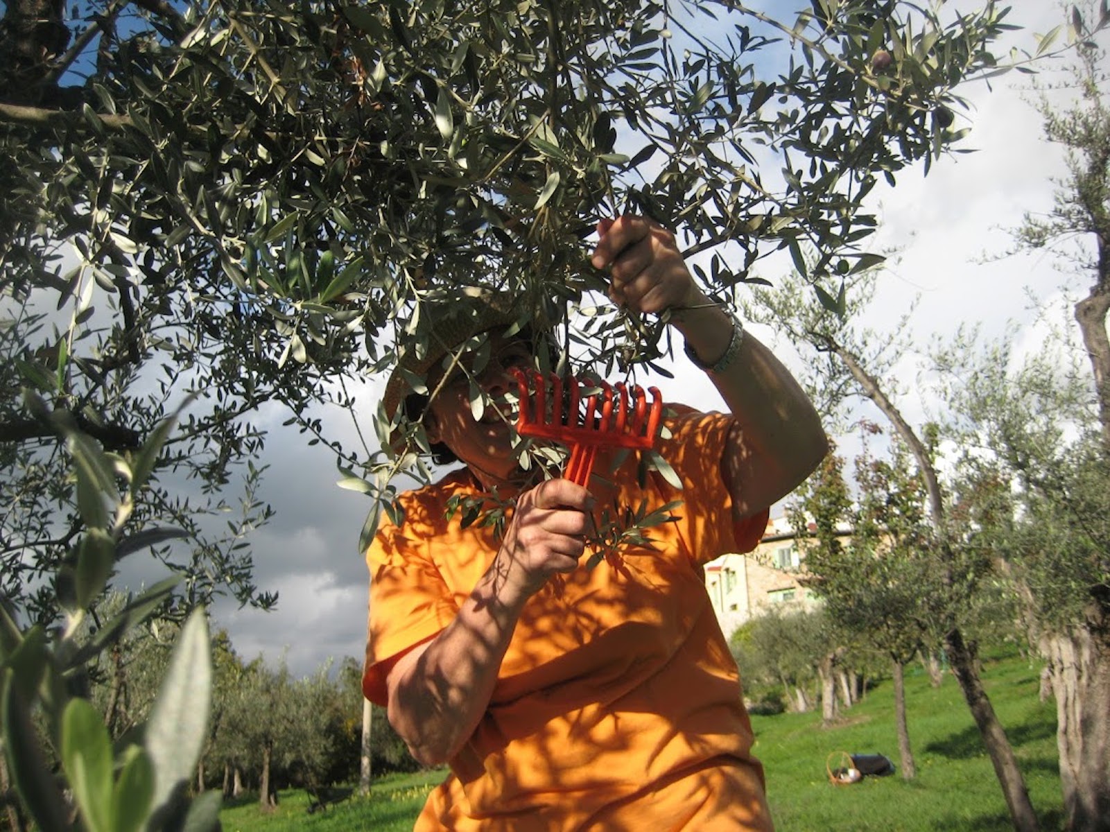 picking olives in Tuscany