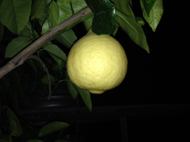 spherical and elongated citrus fruits